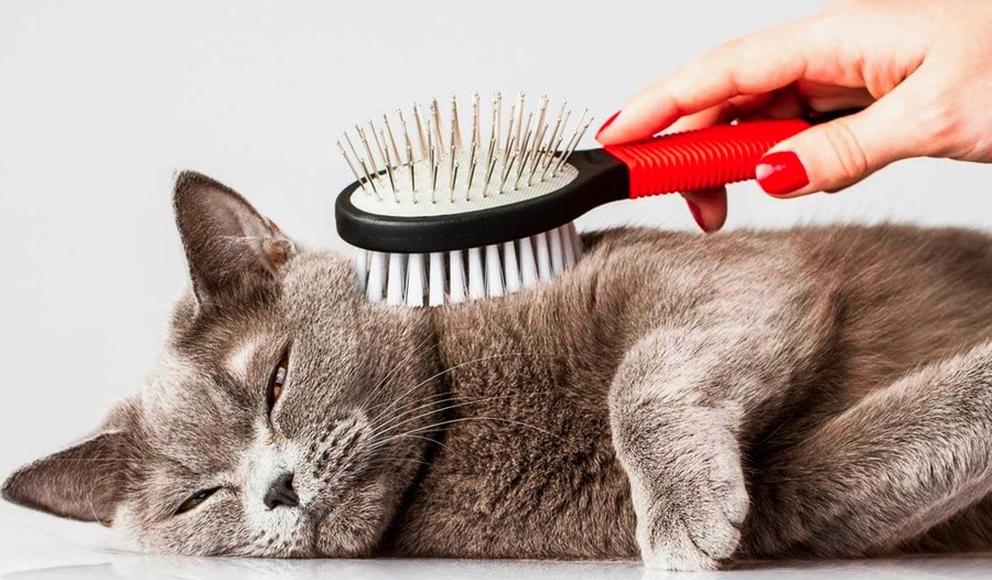 How Technology is Changing the Cat Grooming Industry